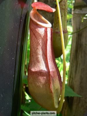 Nepenthes Mirabilis Pink Pitcher Plant Farm